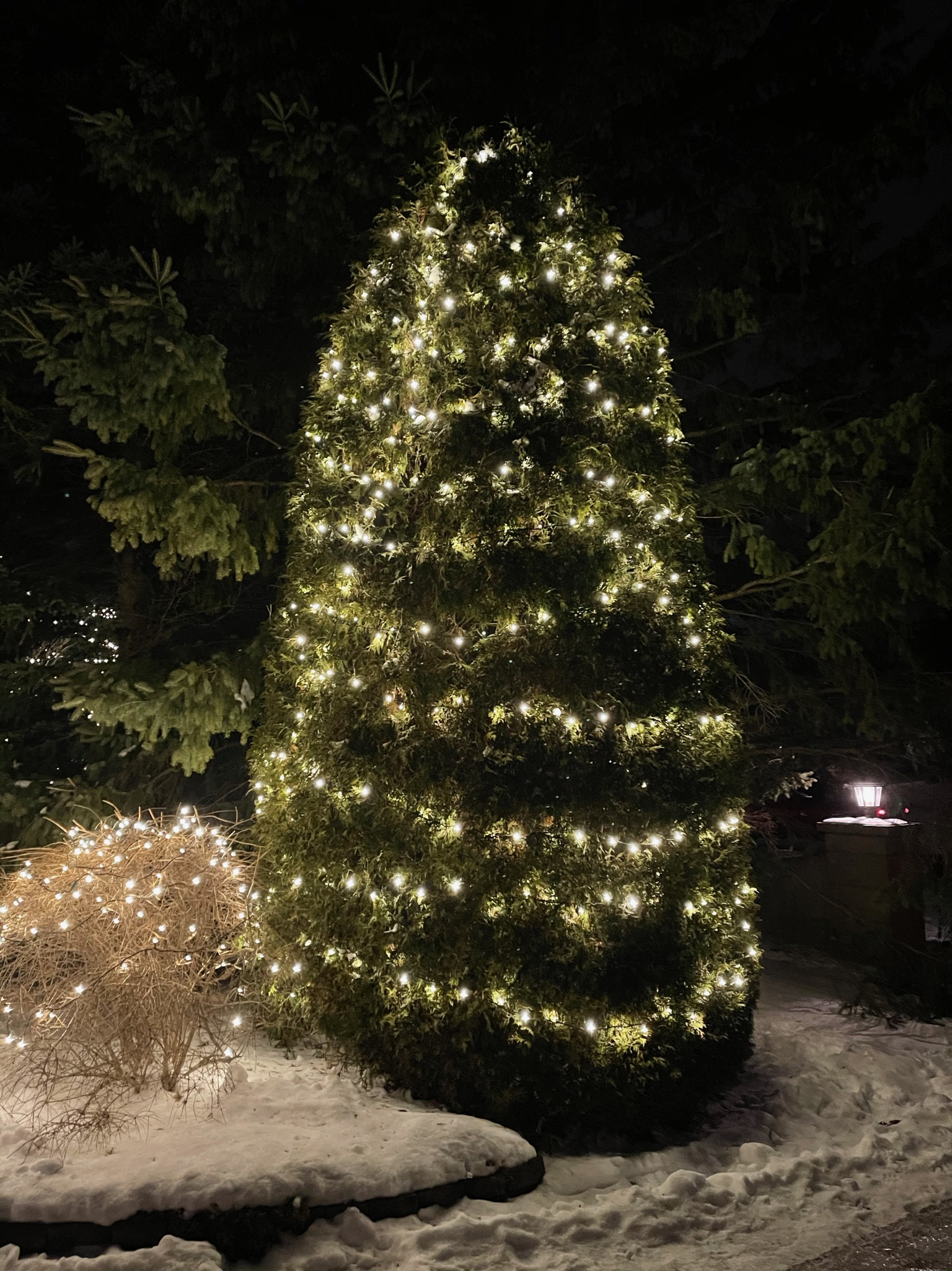 Evergreen tree covered in warm white Christmas lights