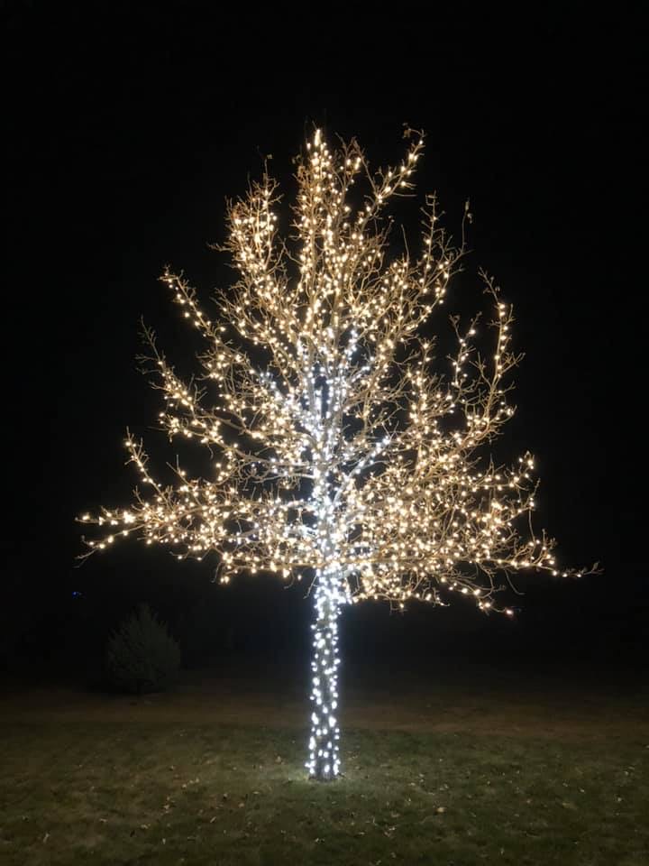 Bare tree trunk and branches wrapped in warm white lights
